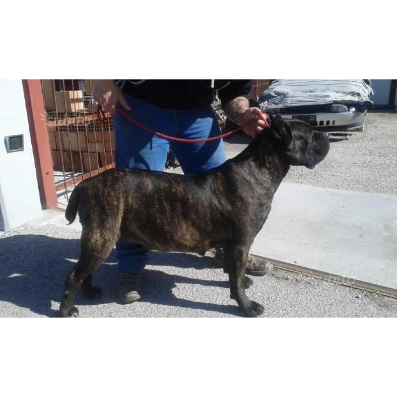 Cuccioli di cane corso