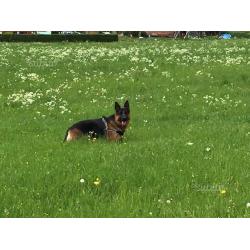 Cuccioli di pastore tedesco con pedigree