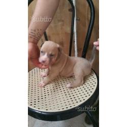 Cuccioli pit bull