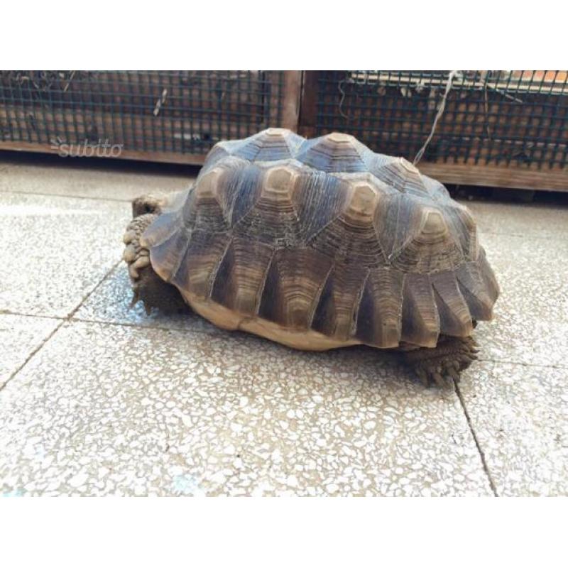 Tartaruga geochelone sulcata