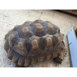 Tartaruga geochelone sulcata