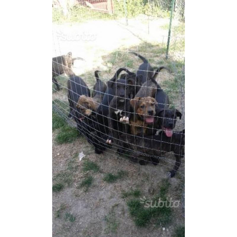 Cuccioli cane corso