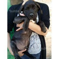 Cuccioli cane corso