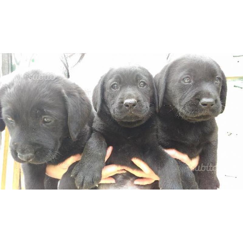 Cuccioli di labrador con pedigree