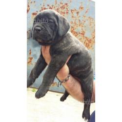 Cane Corso