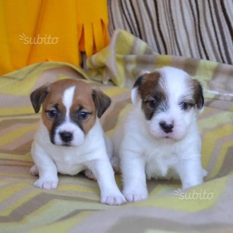 Cuccioli Jack Russell (russel) - Pedigree