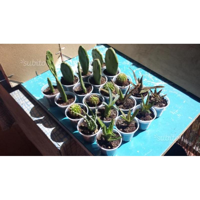 Lot.n.627÷×÷20 piante grasse cactus assortiti