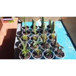 Lot.n.627÷×÷20 piante grasse cactus assortiti