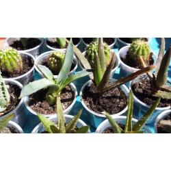 Lot.n.627÷×÷20 piante grasse cactus assortiti