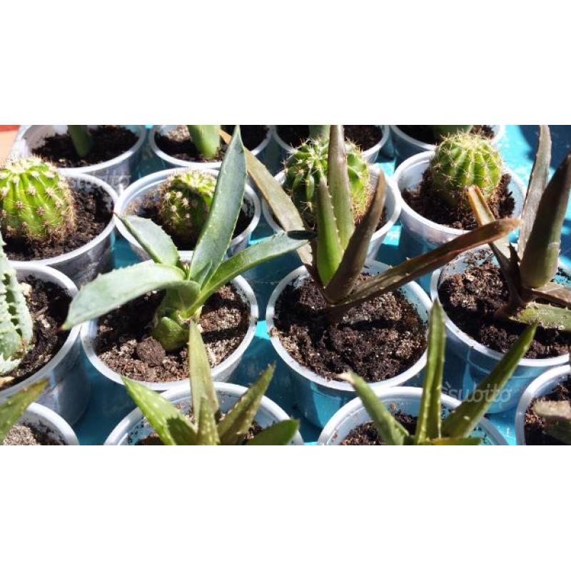 Lot.n.627÷×÷20 piante grasse cactus assortiti