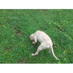 Lagotto