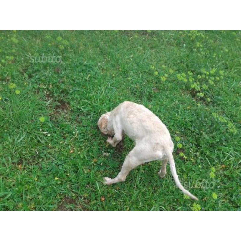 Lagotto