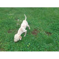 Lagotto