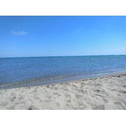 Mare e sole a san basilio - ulivi 2