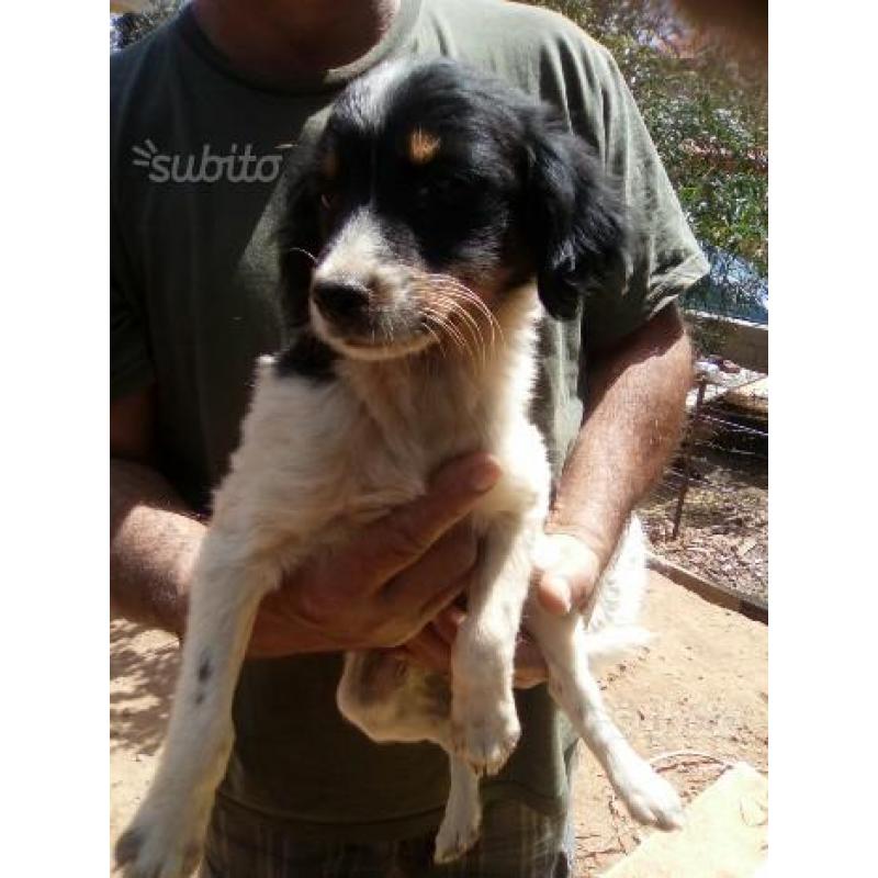 Cuccioli trovatelli in adozione