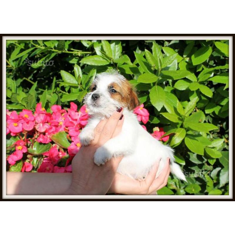 Cuccioli Jack Russell figli di campioni