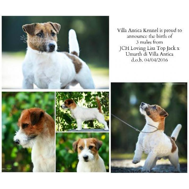 Cuccioli Jack Russell figli di campioni