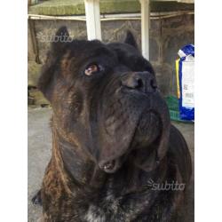 Cane corso