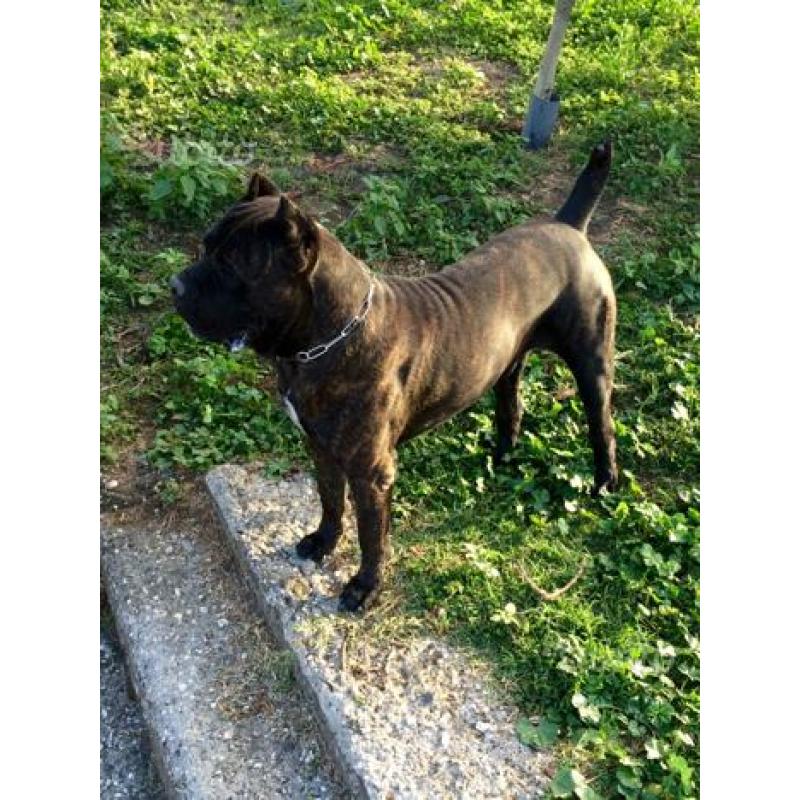 Cane corso