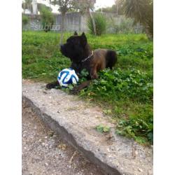 Cane corso