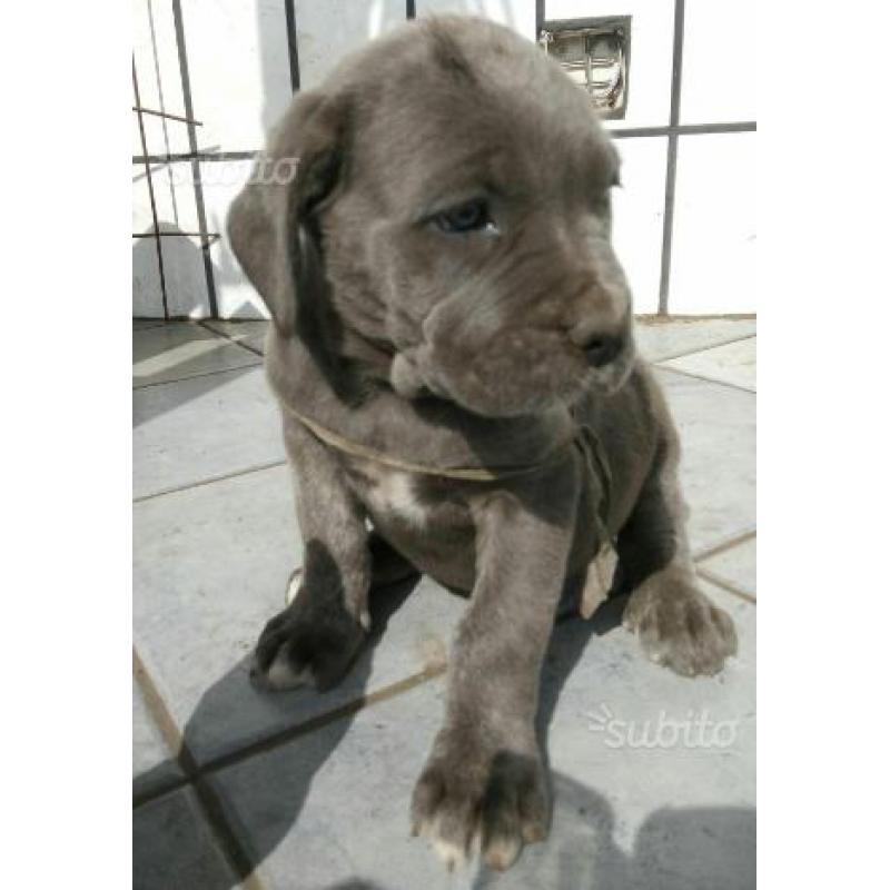 Cuccioli cane Corso con possibilità pedigree