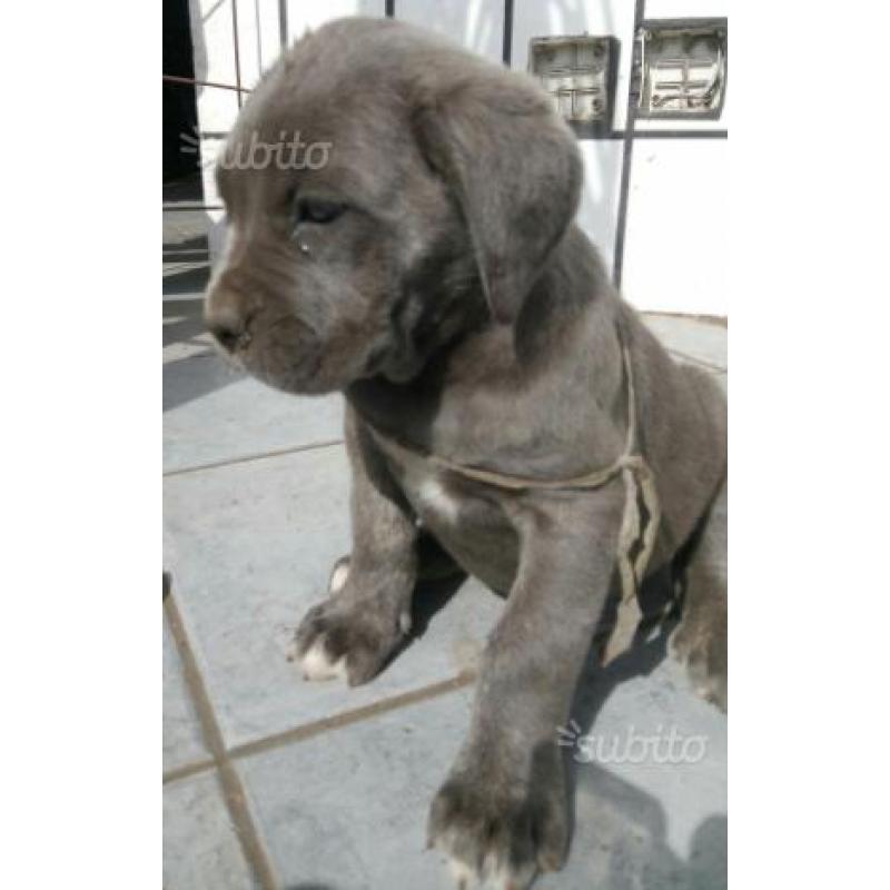 Cuccioli cane Corso con possibilità pedigree