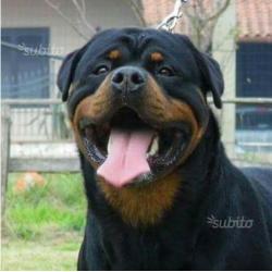 Cuccioli ROTTWEILER