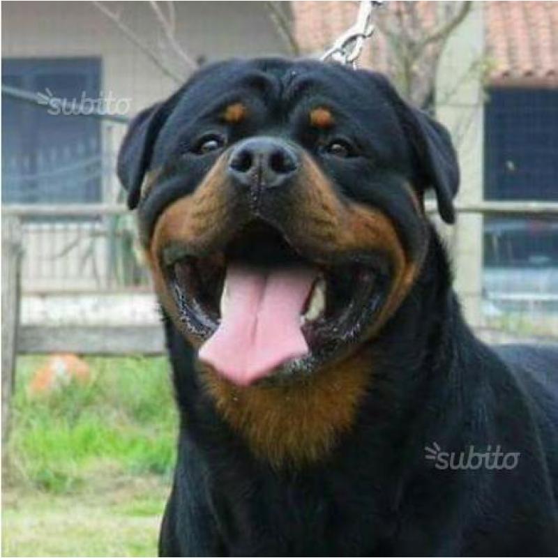 Cuccioli ROTTWEILER