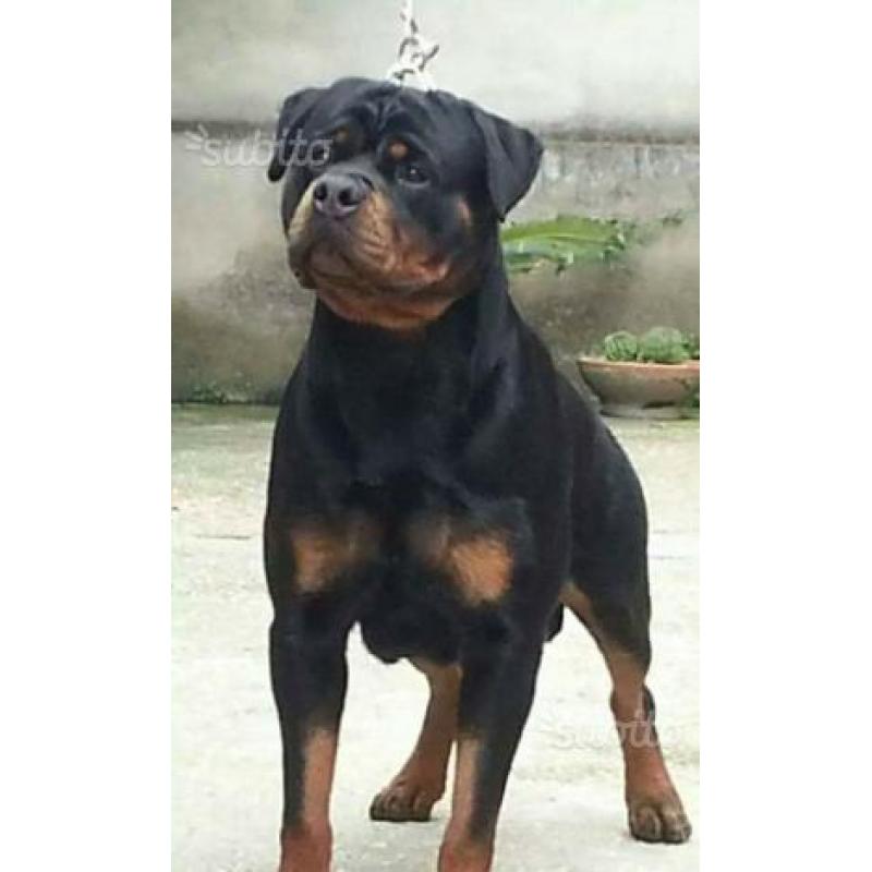 Cuccioli ROTTWEILER