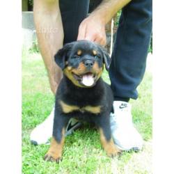 Cuccioli ROTTWEILER