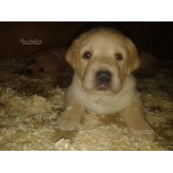 Cuccioli di labrador