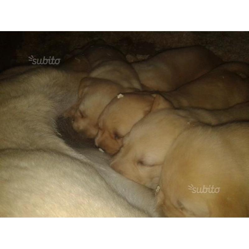 Cuccioli di labrador