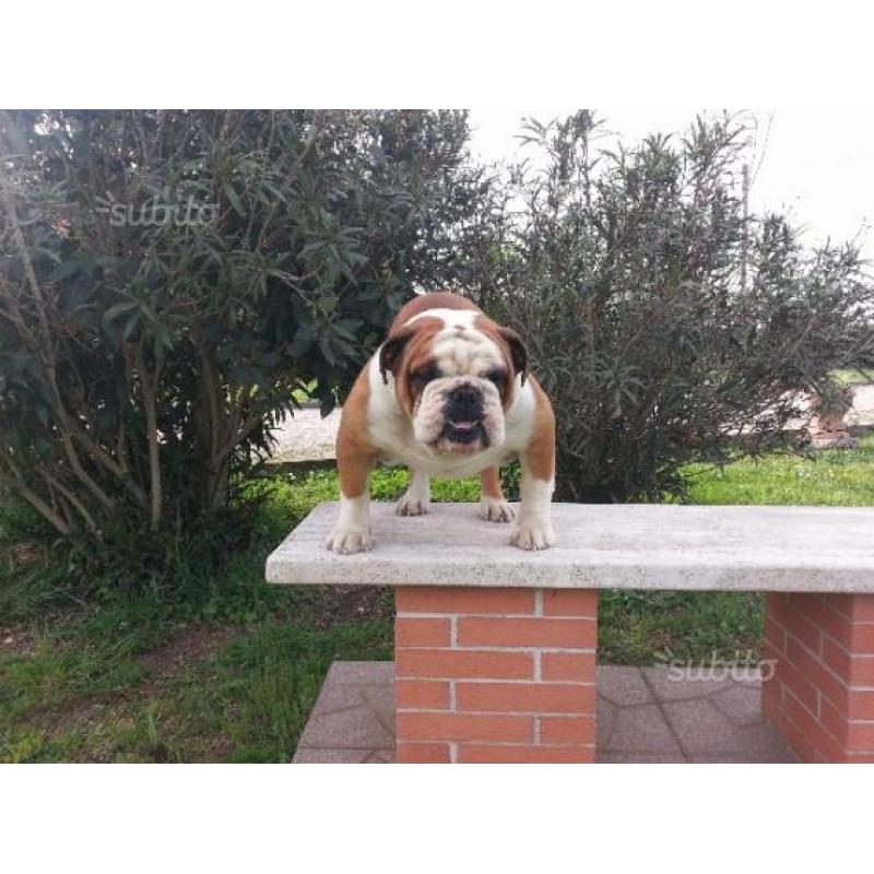 Bulldog inglese