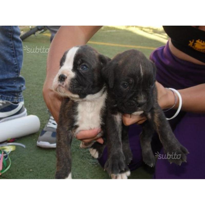 Cuccioli di boxer