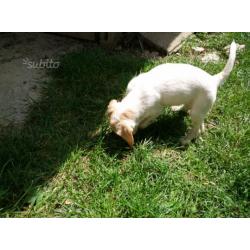 Cuccioli lagotto/breton da tartufi