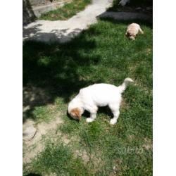 Cuccioli lagotto/breton da tartufi