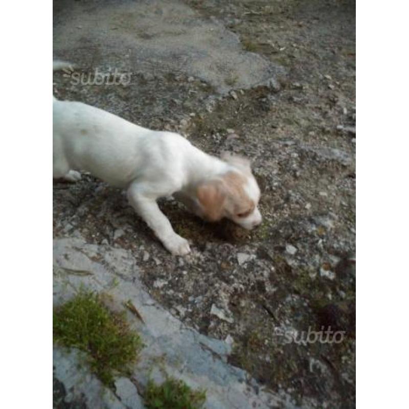 Cuccioli lagotto/breton da tartufi