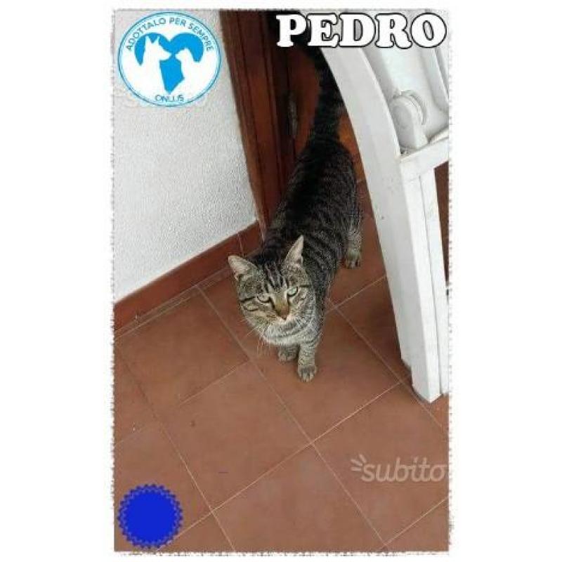 PEDRO, micio coccolone in adozione