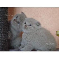 Scottish fold cuccioli