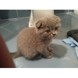 Scottish fold cuccioli