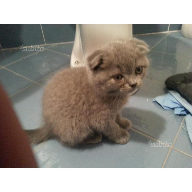 Scottish fold cuccioli