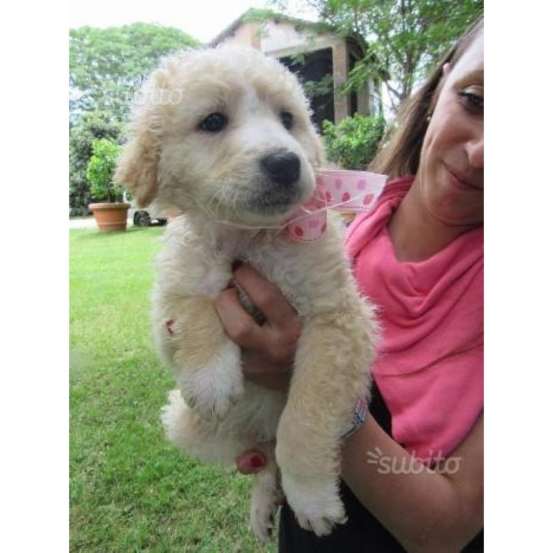 Cuccioli incrocio border collie labrador 60 giorni