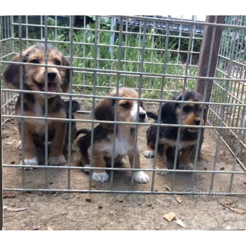 Cuccioli Bassotti Beagle segugio a pelo forte