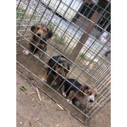 Cuccioli Bassotti Beagle segugio a pelo forte