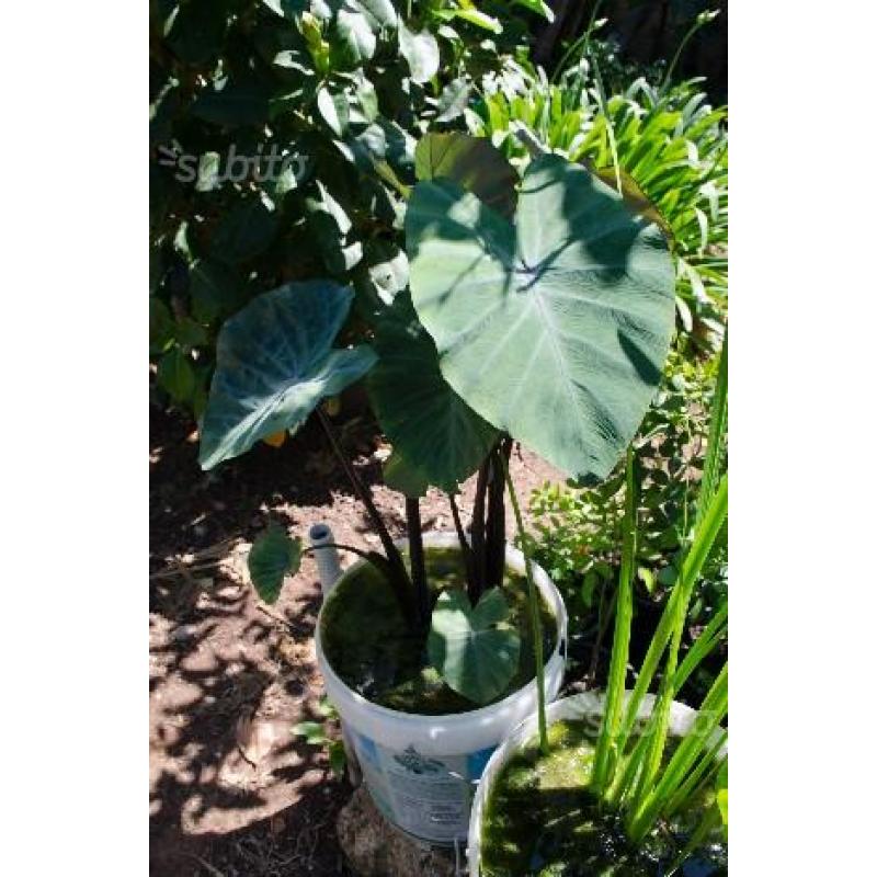 Colocasia