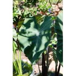 Colocasia