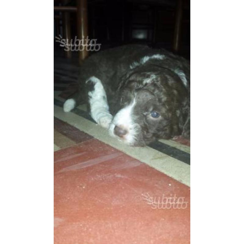 Cane da tartufo lagotto