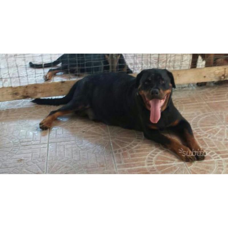 Cuccioli di rottweiler già disponibili