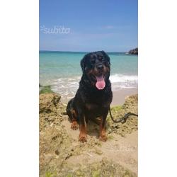 Cuccioli di rottweiler già disponibili