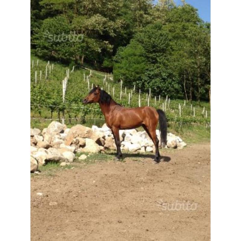 Cavallo arabo egiziano